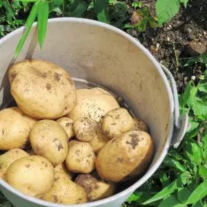 햇 감자 10kg 중소