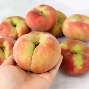 영천 거반도 납작복숭아 가정용 1kg