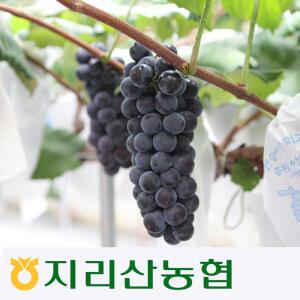 지리산흥부골포도- 산지:아영면,인월면,산내면