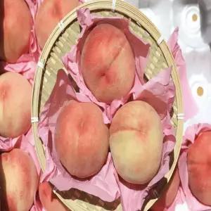 백도 딱딱이 털복숭아 10kg 랜덤과