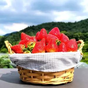 딸기 고냉지 여름딸기 데코용 300g 생딸기 2상자 (15-36과) 과수랜덤