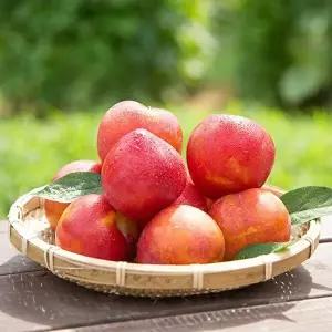 [착한식탁]T 새콤달콤 햇 자두 5kg 랜덤과