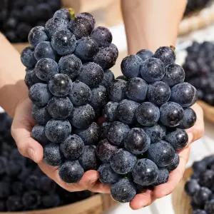 [쿠팡판매수1등] 영동 알이 큼직한 당도좋은 햇 캠벨포도 2.5KG (특품, 6-7수)