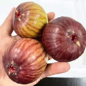영암 무화과 고당도 제철 홍무화과 500g 1kg
