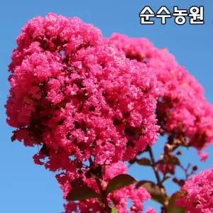 배롱나무 묘목, 핑크벨로 개화주 다간형(특대) 키1.5~1.8m(분) 1개/핑크벨루어