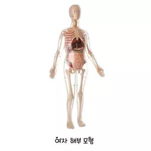 여성 신체내부교구 장기n골격 여자해부모형 즐거운실험 과학관심학습 과학왕