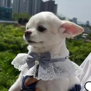 S 블루 강아지 고양이 레이스 리본 목카라 스카프 넥