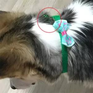 강아지 고양이 딸랑이 목줄 1P