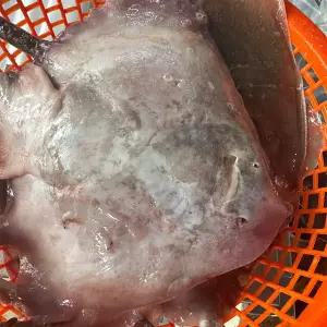 생물 간재미 3kg