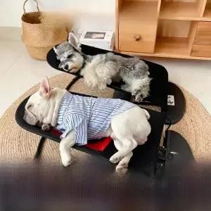 휴대용 흔들의자 애완동물 침대 강아지와 고양이용 테디 소형 사이즈 걸이형 수면 그물 소재 통기성 편안함