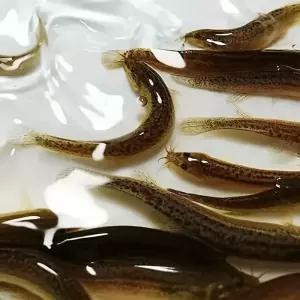 신형 로치 바이오닉 바퀴벌레 소프트 베이트 낚시 루어