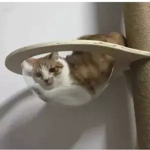 고양이 아지트 볼