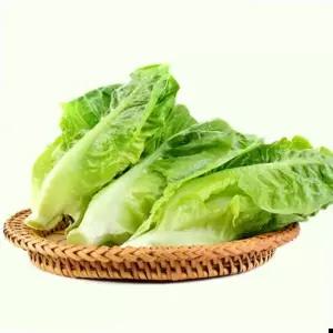 청로메인 상추 야채 채소 식물 종자 씨앗 1000립