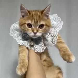 애견용 케이프 반려견 사이즈 블루 레이스 강아지스카프 스카프 목걸이 M