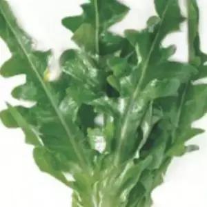 그린청옥오크린 청오크린 품종 상추 종자 씨앗 1000립