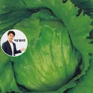 지금 필요한 씨앗판매 상추 품종 식물 종자 씨앗 40g 야채 채소 양상추
