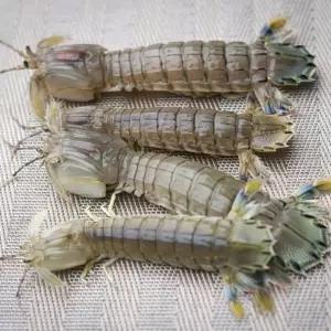 국내산 냉동 갯가재 쏙 털치 500g