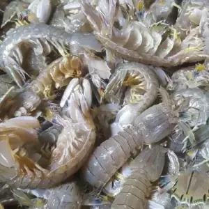 연안 급냉 갯가재 500g(10-20마리)