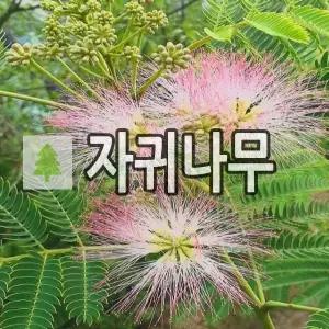 자귀나무 묘목 실생3년 5주