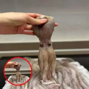 데이지 C1311 낙지 1KG 냉동낚지 식당용식자재 낙지냉동보관