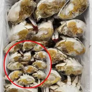 데이지 C1311 국내산 냉동 절단 암꽃게 2KG 암꽃게2KG 국내산꽃게 급냉꽃게