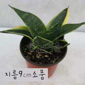 소품관엽화분 지름 사용한 9cm  건강한식물) (좋은흙만 슈퍼바(산세베리아)