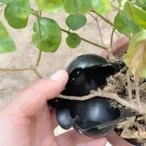 삽목트레이 식물 볼포트 삽목 L 12cm 삽목포트 정원용품