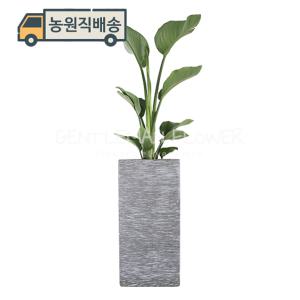 극락조 대형화분 (SH0181T) 실내공기정화식물 거실 개업화분 선물