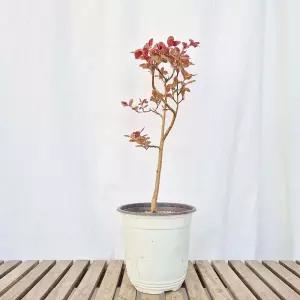 중형 목 백일홍 배롱 나무 묘목 꽃 화분 정원수 조경수