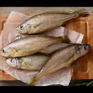 [st푸른농원]창해수산 참조기 특대 5마리