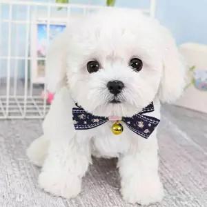 삼헌 방울달린 강아지 반려견 리본 넥타이 목걸이 고양이목걸이