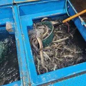 바다장어 1kg 붕장어 아나고 장어구이 장어탕 손질 냉동