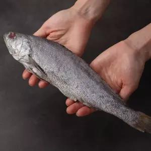 [NS홈쇼핑]여수 반건조 민어 300g x 4팩[33303836]