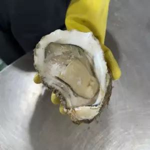 ALOHA-STORE 통영산 바위굴 1KG 굴전