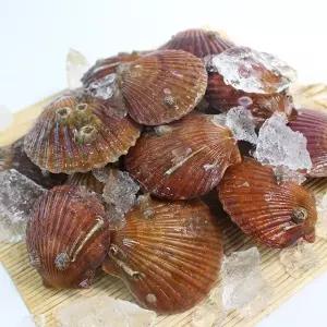 통통한 고성 홍가리비 1kg