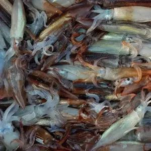 싱싱햇 국내산 생물 통찜 오징어 생오징어 1kg