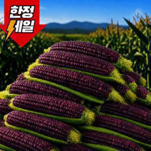 (50박스초특가) 국내산 흑찰 옥수수 30개 17cm 내외 특품 싱싱아삭 달콤쫀득