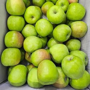 [자연의정] 아오리 썸머킹 청사과 못난이 쥬스용 10kg (실중량)