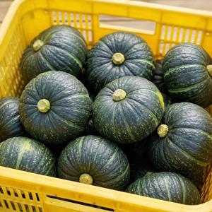 제주 청정 보우짱 미니 밤호박 100% 로얄과 엄선 5kg