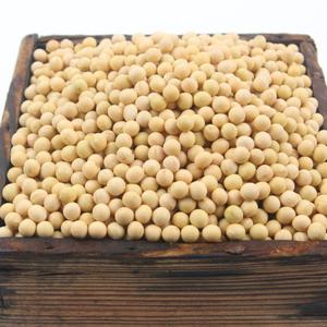 백태(메주콩) 2kg