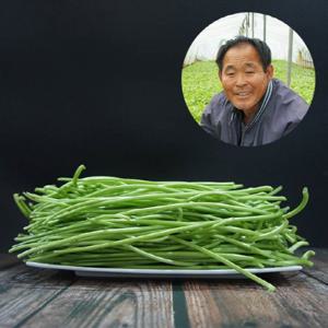 당일채취 이영만 고구마줄기 청대 2kg 잎제거 나물용