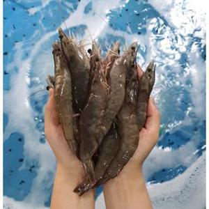[APP전용][최종가 20,690원]당일작업 생물 흰다리새우 1kg 33미 내외