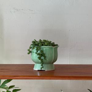 콩란(Lotus) 빈티지팟 인테리어식물 집들이선물