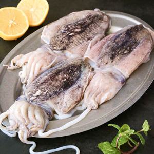당일조업 서해안 생물오징어 갑오징어 1kg 2kg