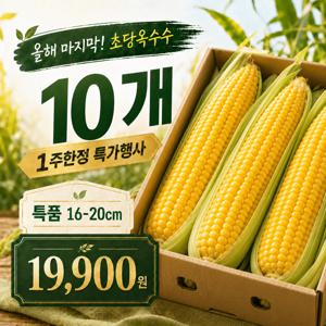 TEMU 초당옥수수 16-20cm 10개 특품