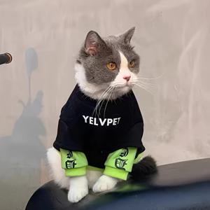 TEMU 강아지, 고양이를 위한 새로운 가을/겨울 플리스 옷 (테디, 포메라니안, 슈나우저, 프렌치 불독, 요크셔 테리어 등 소형 애완동물용)
