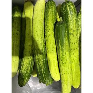 TEMU 백다다기 백오이 4kg+1kg