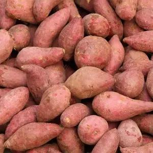 국내산 호박 고구마 호풍미 고구마 특상 10kg