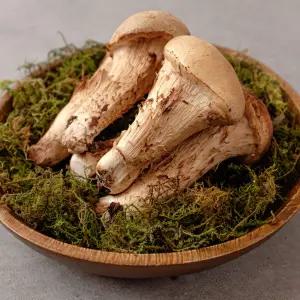 하루30박스 국내산 참송이버섯 친환경 500g 1kg