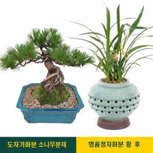선물용 고급 동양란 승진 취임 개업 축하 난 화분